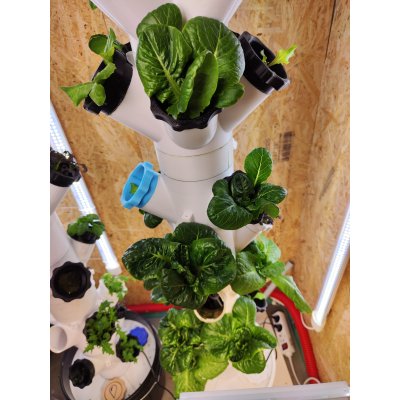 woche-fuenf-hydroponic-tower